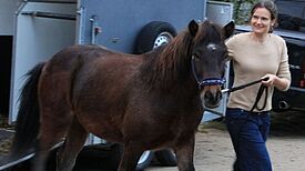 Neue Ponys für den Kinderbauernhof Waslala. Bild: QM Kosmosviertel